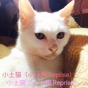 小土猫（小土狗 Reprise）