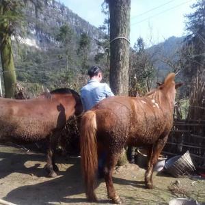 山阴路的夏天（翻自 顾小涵）