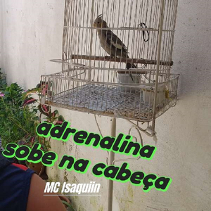 Adrenalina Sobe na Cabeça