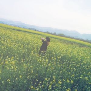 甘き風のプリムラ