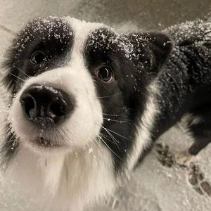 春夜坠落（Cover Bo Peep）