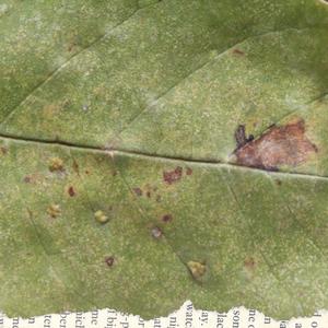 Prelude for "Change and Decay"