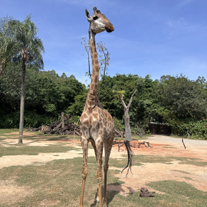 静谧时光（纯音乐）