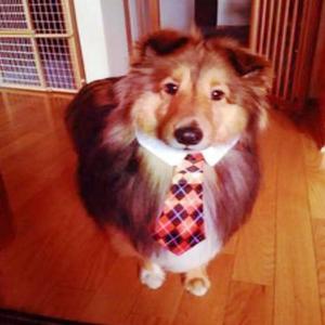 todos los perros van al cielo