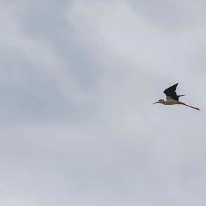 次北固山下-重唱版