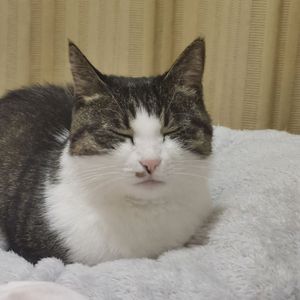 Four Three Two（Demo）