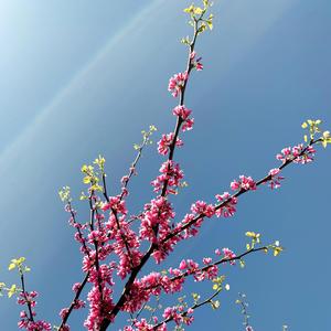 Gesumm-Rosebuds 1 (for D.M.)