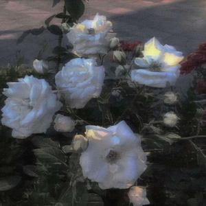 致青春