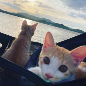 浅尝月光（Demo）