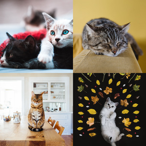 微妙的放松的猫心情