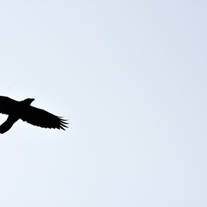 Den här är till er (Demo)