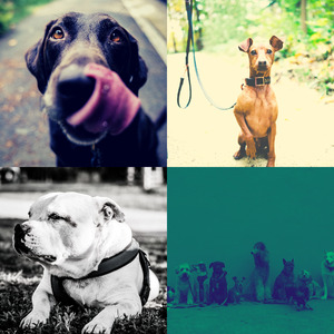 柔和的可爱的狗时刻