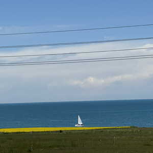 自由的鸟 陪伴的云