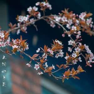 解忧邵帅-你是人间四月天 （DJ Midnight Bootlg Mix）（Dj Midnight.刘 remix）