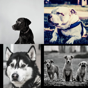 温和可爱的狗梦想