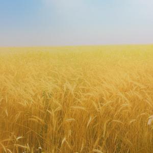 西楼儿女（live）