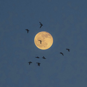 ALTAR (Holy Matrimony)