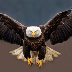 Visionário (Águia 2025)