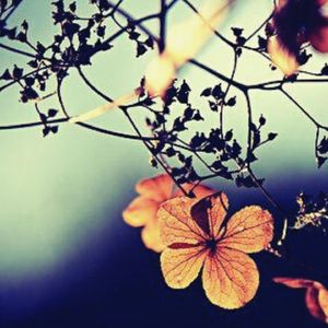 淳风乐 (舒缓放松)