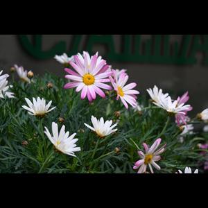 Raindrops On My Head