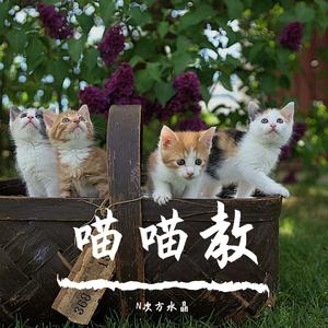 猫猫教之歌喵喵喵喵