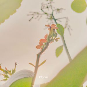 Bloom
