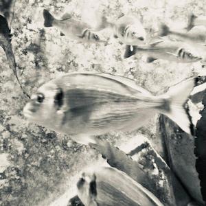 A SZINOPSZIS HANGJAI (Prequel version)