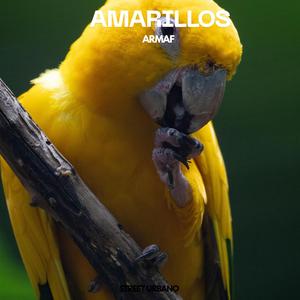 AMARILLOS