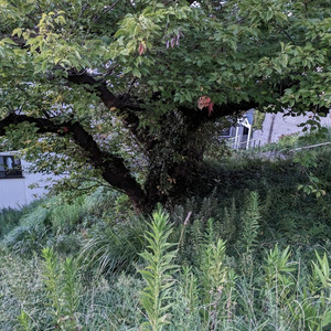 ゴーストライター