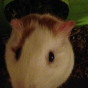 Serration (Acoustic)