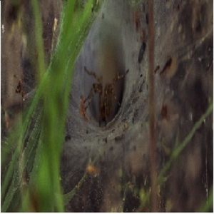 Attendo l'Apocalisse (Radio Edit)