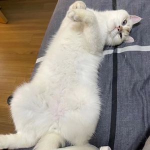 凤凰花开的路口