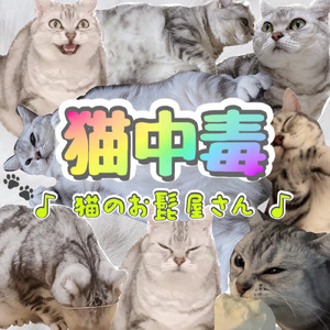 猫中毒