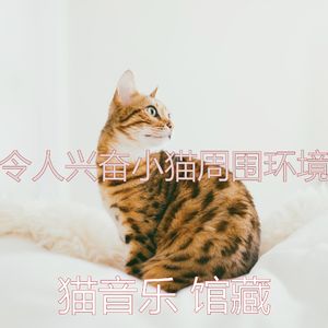 温和睡猫梦想
