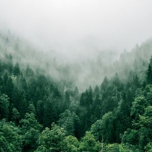 Sound of Birds (Remix)