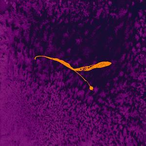 Morph (feat. Philip Czarnecki) (re·imagined)