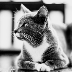 Never marry for money, but marry where money is