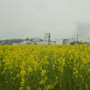 Disappears (Into the Trees)