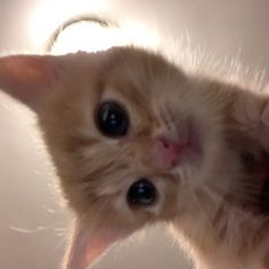 in plain sight (slowed)