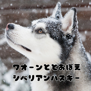 ワオーンととおぼえシベリアンハスキー