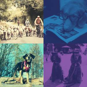 微妙的小狗心情