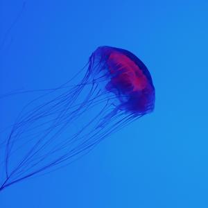 C o r e（翻自 居居子）