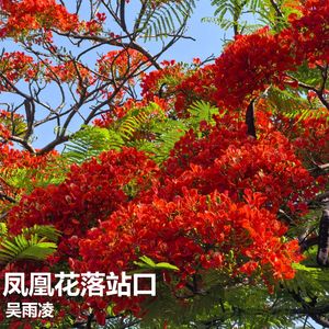 凤凰花落站口 伴奏