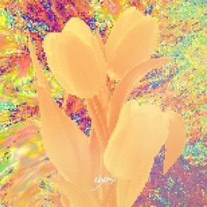 黄郁金香（Prod Keerad）