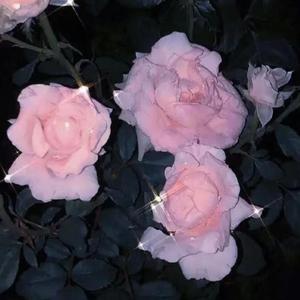 无视风险(Prod Rainbow-T )