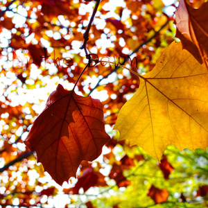 In The Dawn (Origin Remix)