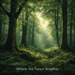 Where The Forest Breathes