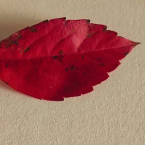 如果有任意门就好了