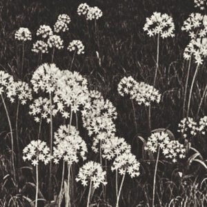 Lírios do Nilo (Intro)