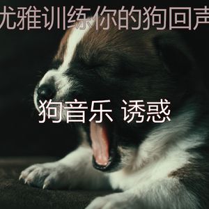 柔和的小狗时刻